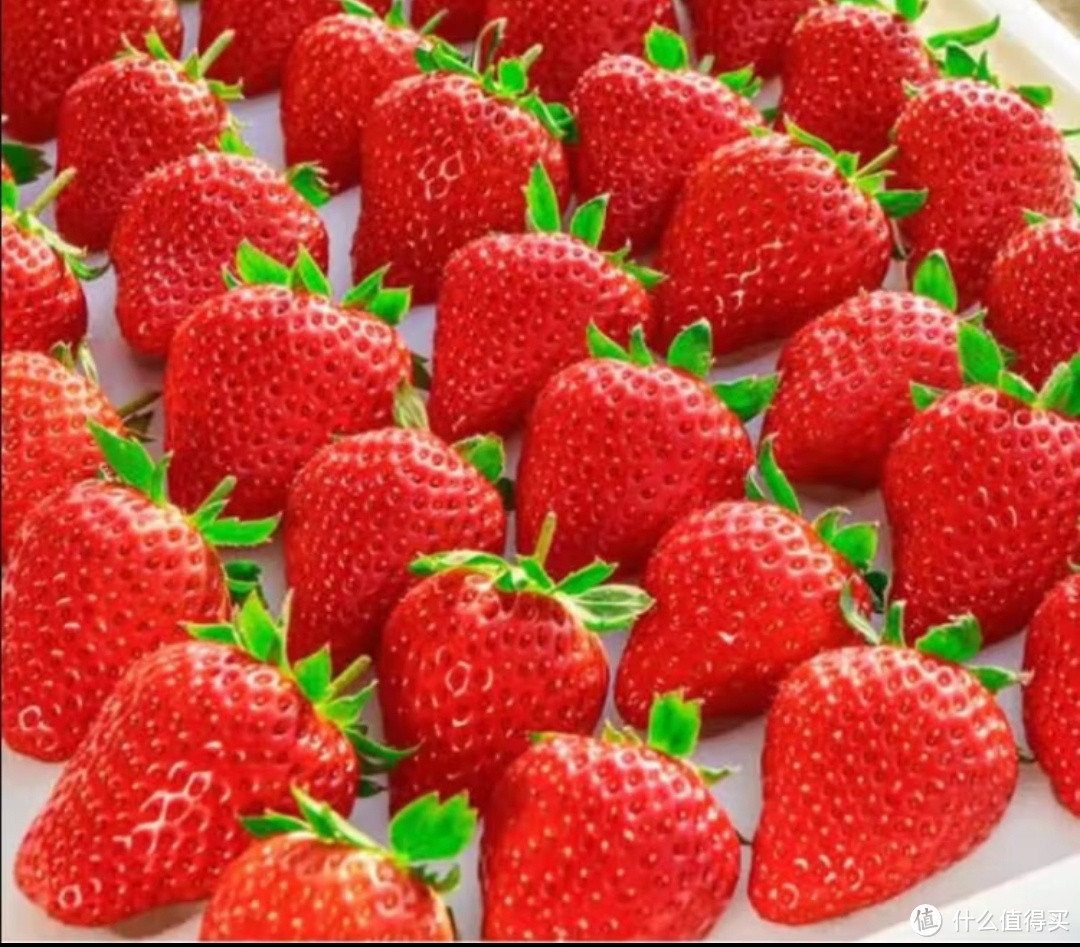 今年十几块钱的 草莓好便宜，抓紧吃！