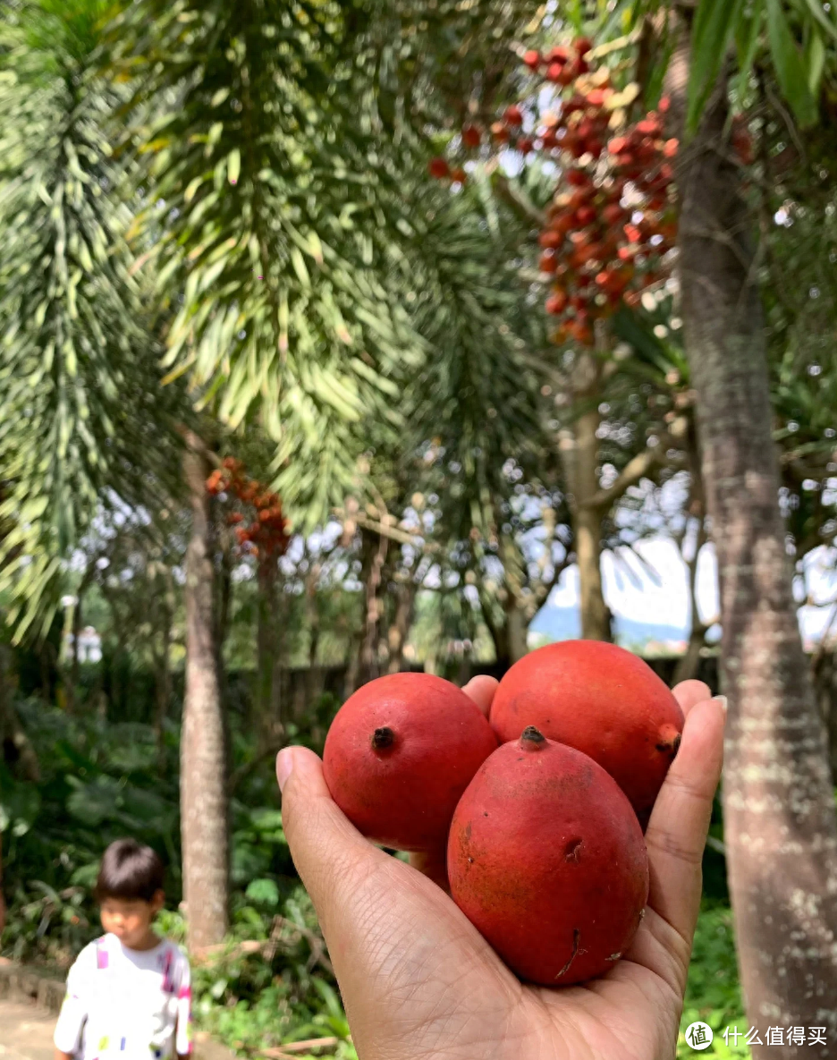 路边绿化带没人要的红果子，却是老牌文玩，免费的太香了