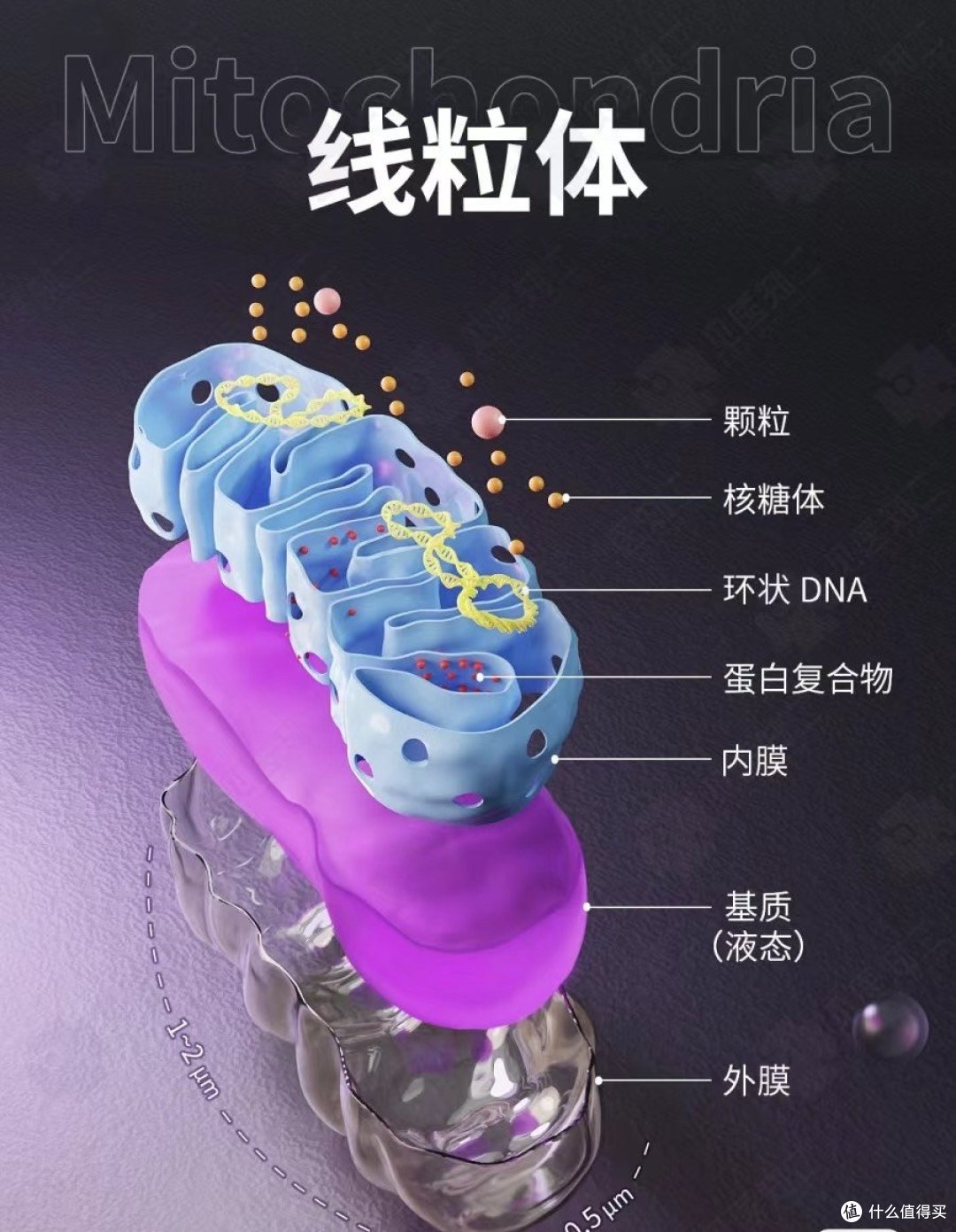 人体线粒体结构