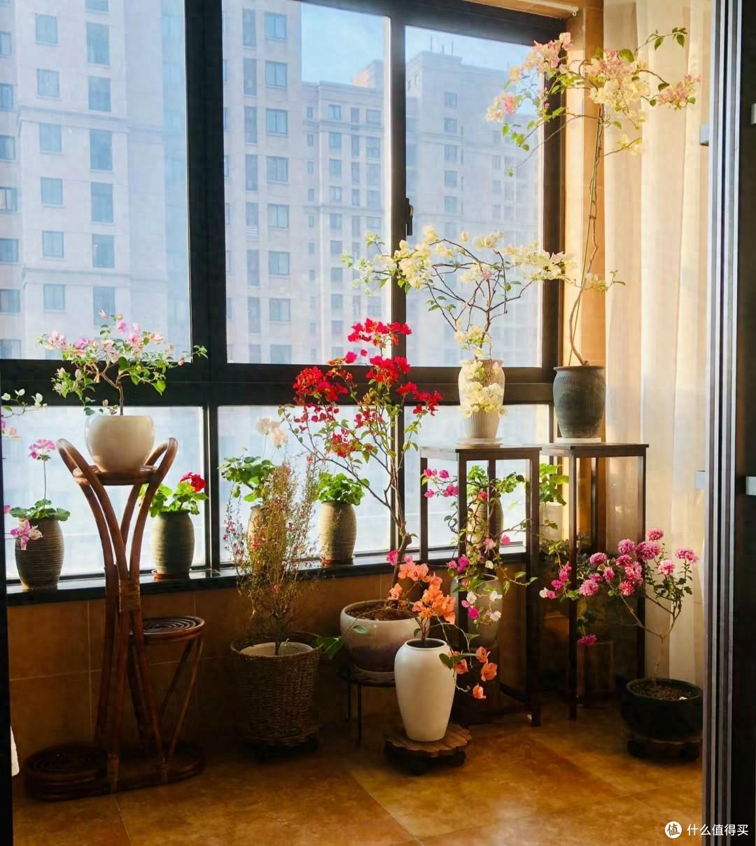 四川一25岁姑娘，因“极致三角梅”而走红，美丽又治愈，羡慕