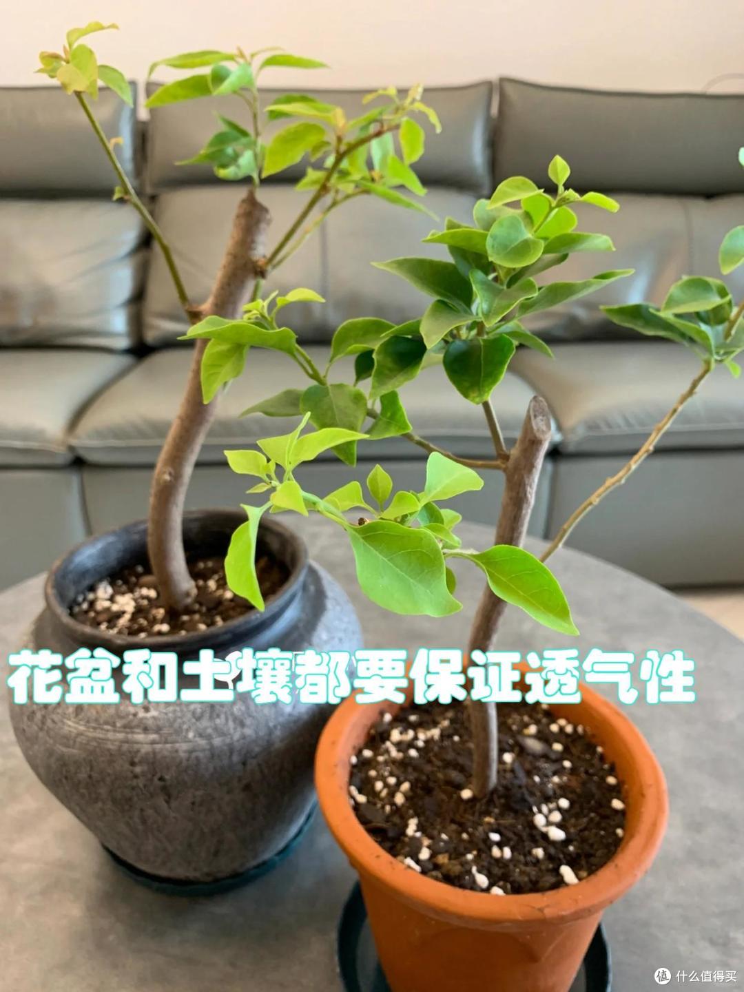四川一25岁姑娘，因“极致三角梅”而走红，美丽又治愈，羡慕