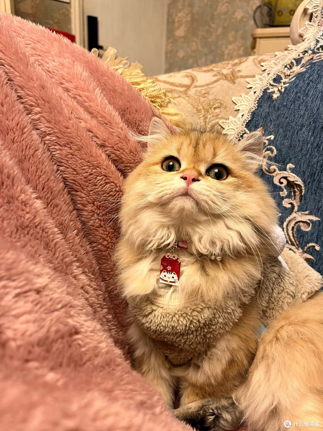 猫咪的项圈