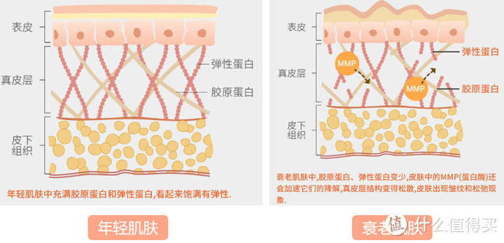 释放青春光彩：如何有效促进皮肤内胶原蛋白生成