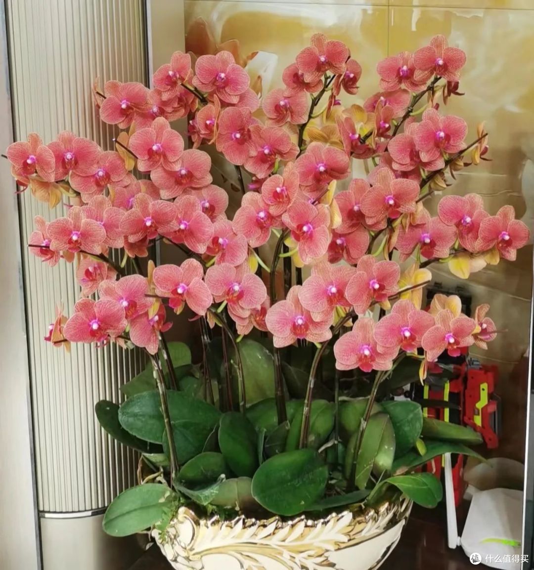 元旦后,需要“富养”的5种花,“喝足吃饱”,才能开花旺!