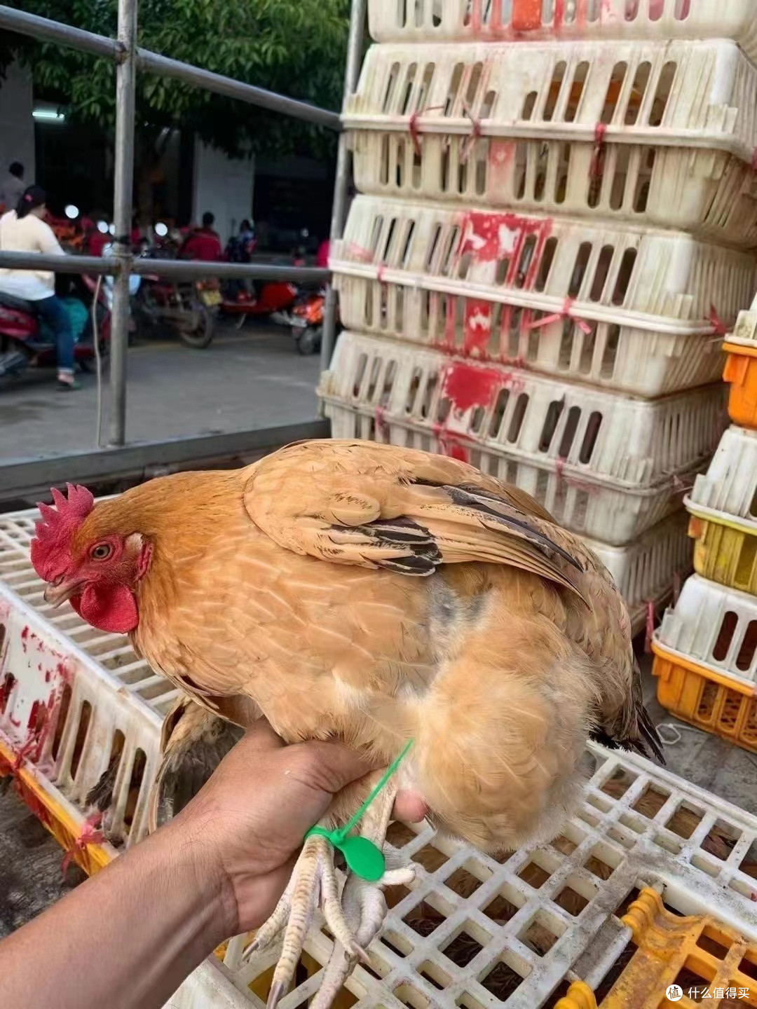 椰子遇上鸡🐔|唯美食与爱情不可辜负