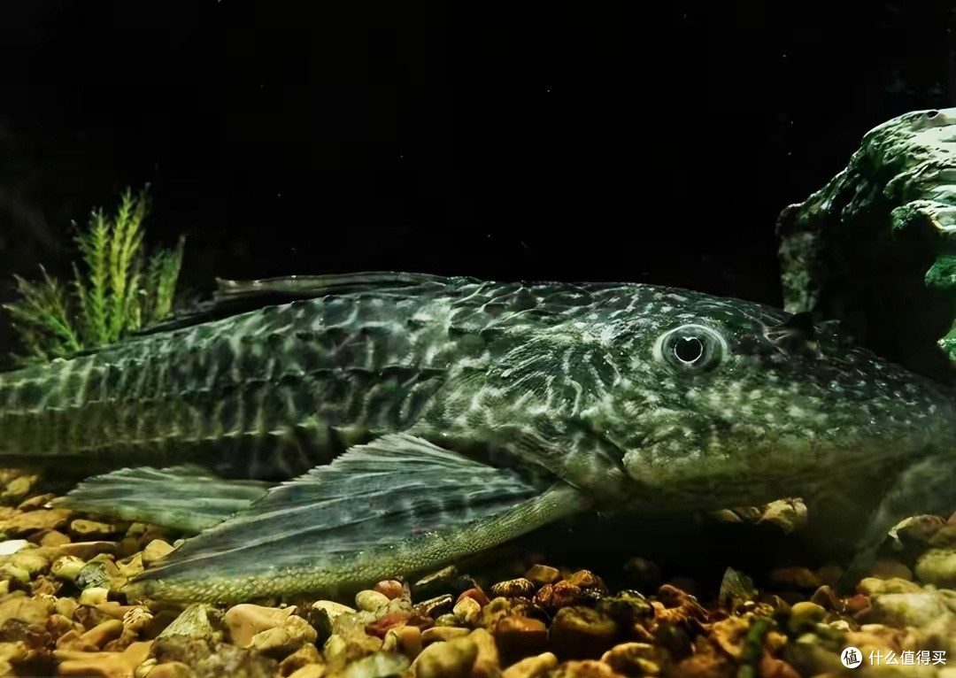 想让清道夫鱼能帮你清洁鱼缸?不靠谱!它只会害了你的鱼缸