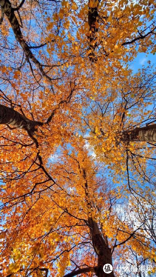 飘落之叶：解析树木落叶的生态意义