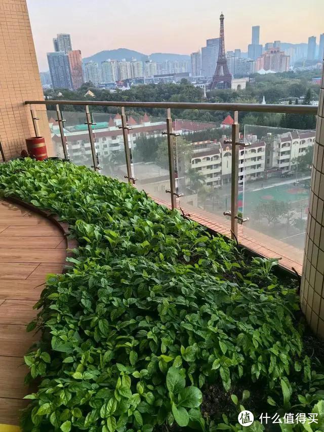 深圳一大叔，因“阳台半亩菜地”而走红，网友：奢华中的低调
