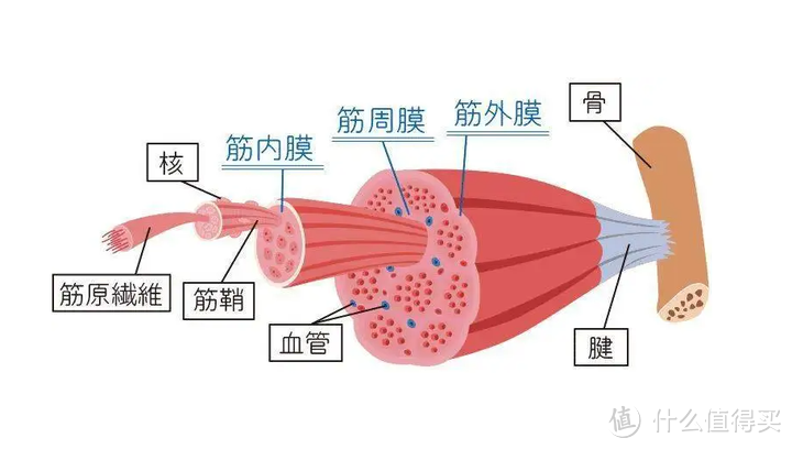 筋膜枪到底是不是智商税？严防三大害处副作用！