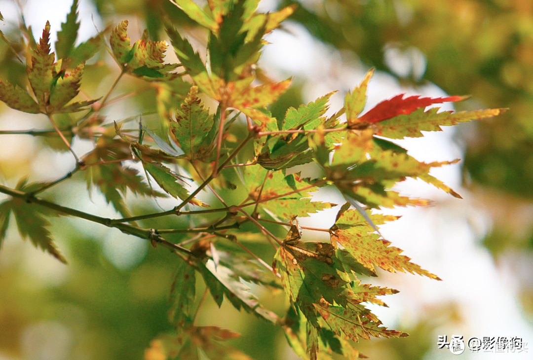 尼康Z fc最佳搭档？唯卓仕AF 27mm F1.2 Pro Z卡口