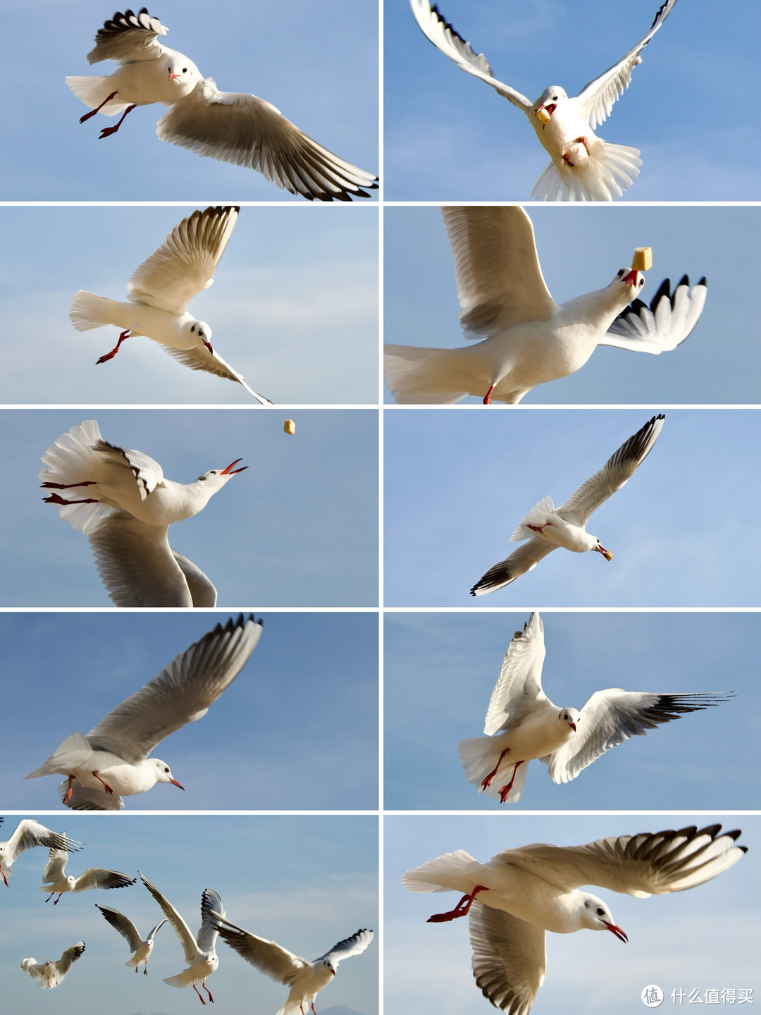 深圳冬季观鸟指南+拍摄攻略，两天拍到了10种候鸟