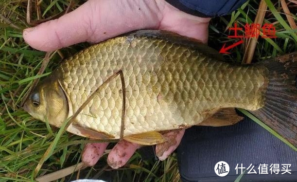 “冬吃鲫鱼,夏食鲤鱼”,注意分清土鲫和工程鲫,千万别买错了!