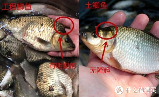 “冬吃鲫鱼,夏食鲤鱼”,注意分清土鲫和工程鲫,千万别买错了!