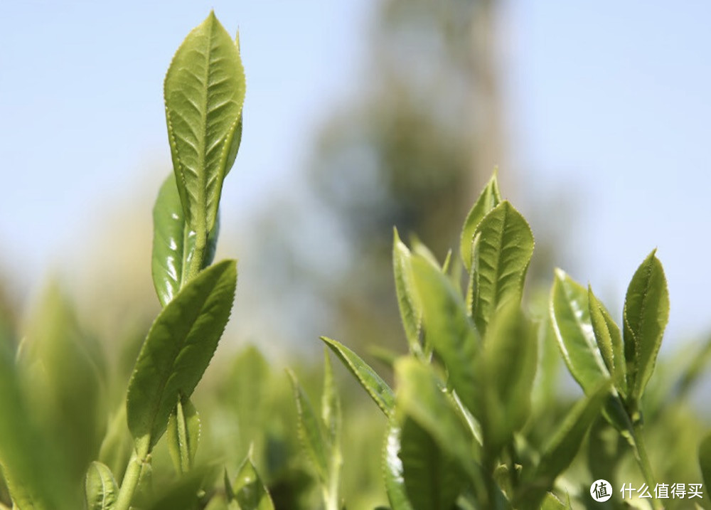 拜年礼品选茶叶，精挑几款茶叶礼盒让拜年礼物既体面又有年味！