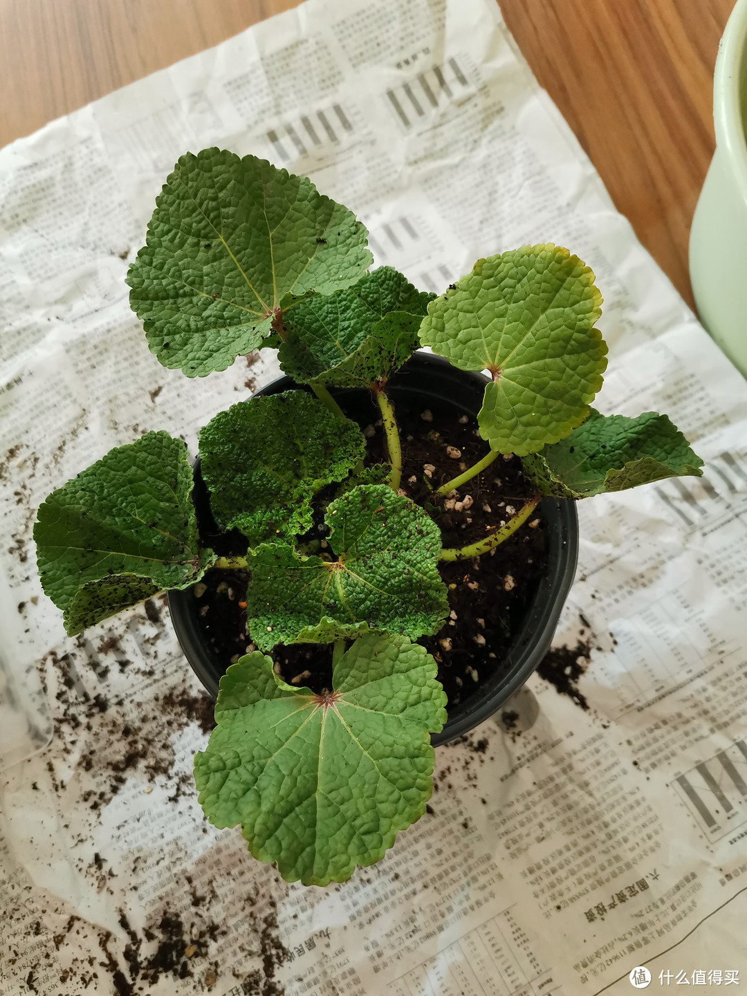 据说，这是一种能够长到2米多高的植物。(蜀葵开箱，成双成对)