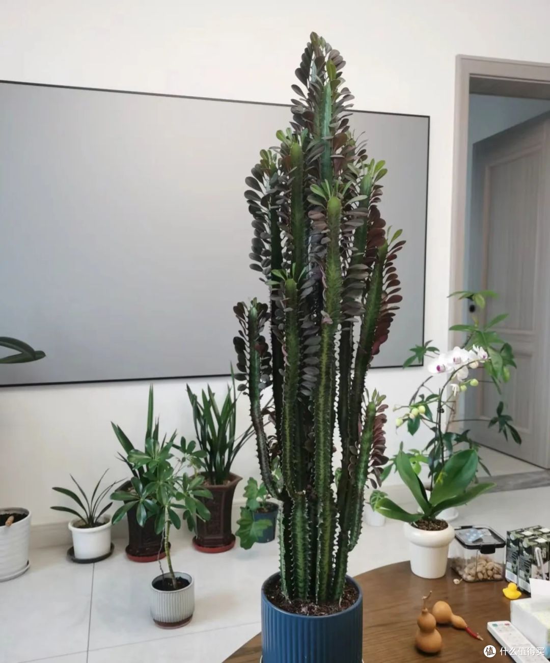 “5种花”冬天可别浇水,一浇就死,救不回来,肠子都悔青了!