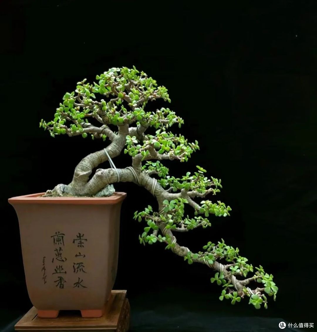 “5种花”冬天可别浇水,一浇就死,救不回来,肠子都悔青了!
