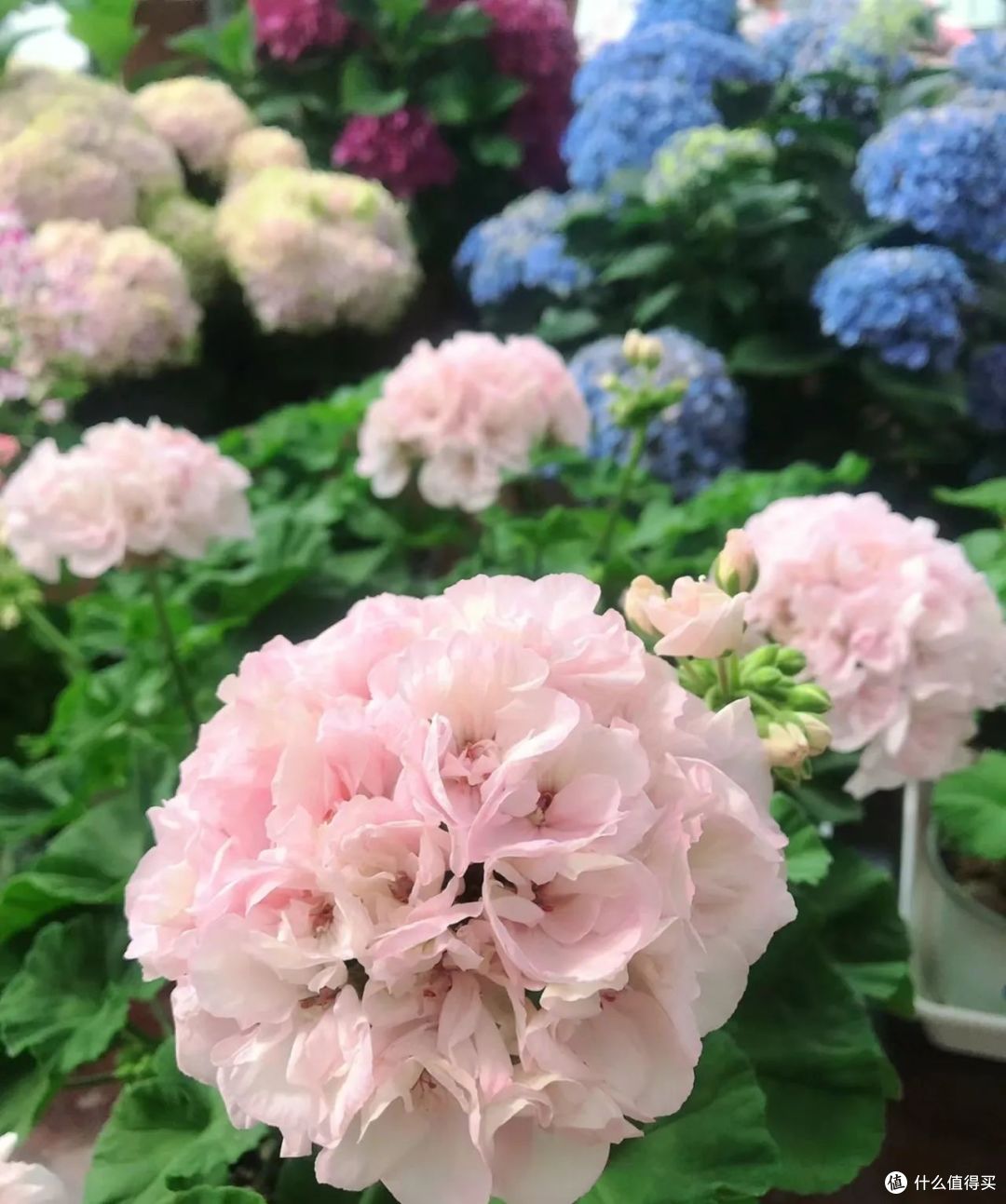 养花20年，发现4种“耐开花”，冬季10℃也能开“爆盆”，太优秀