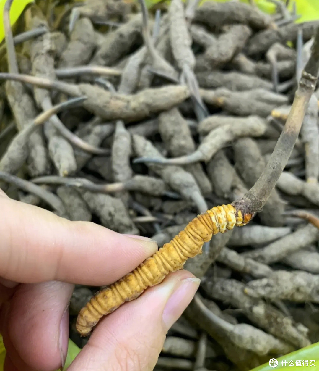 送礼送健康：送给长辈首选这两款