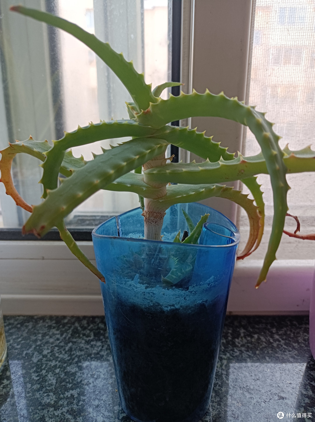 某不知品种的芦荟
