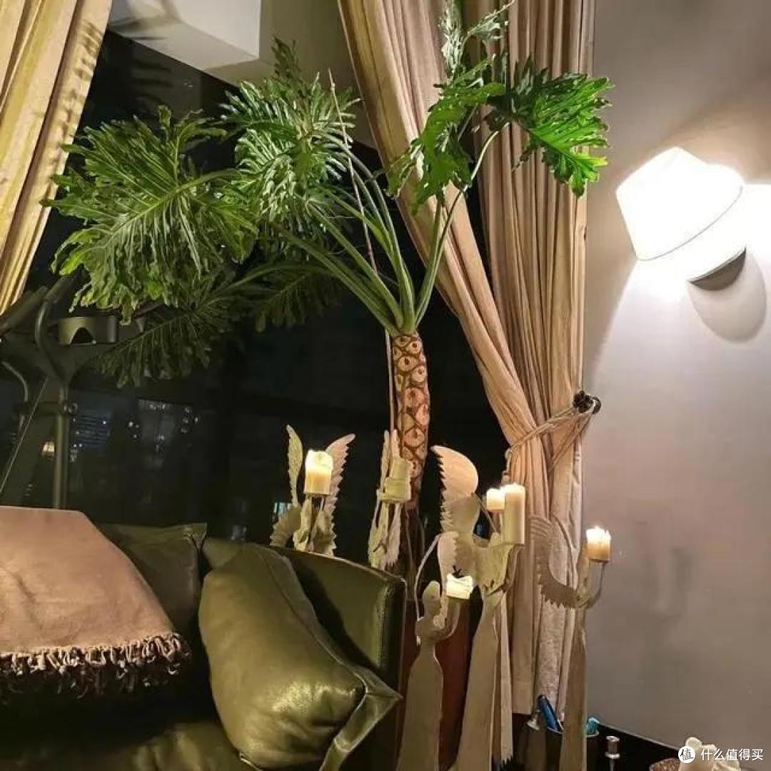44岁殷桃的豪宅火了，屋里院内种满花草，网友：堪称“世外桃源”