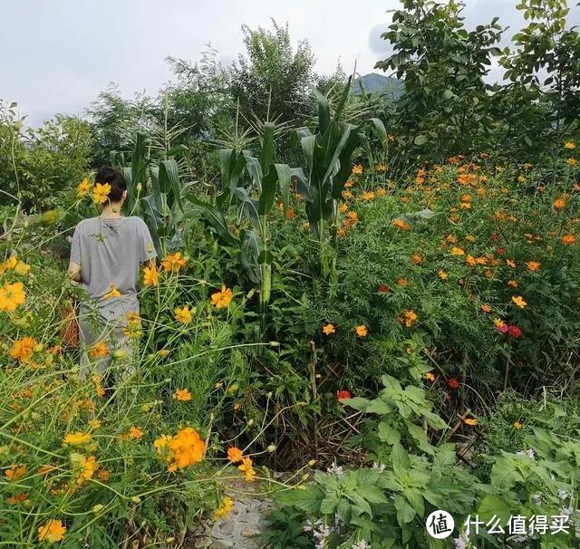 44岁殷桃的豪宅火了，屋里院内种满花草，网友：堪称“世外桃源”