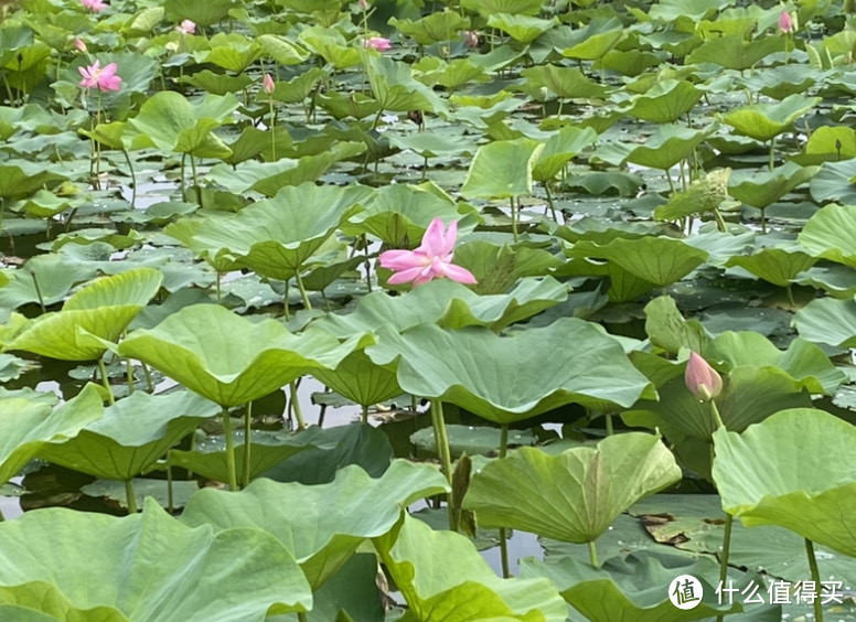 净月潭的美景~天然氧吧