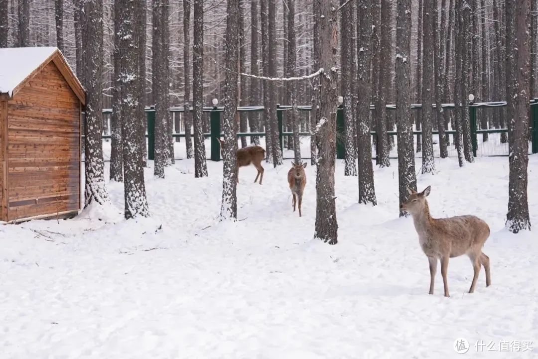 一年降雪7个月，童话冰雪王国照进现实！