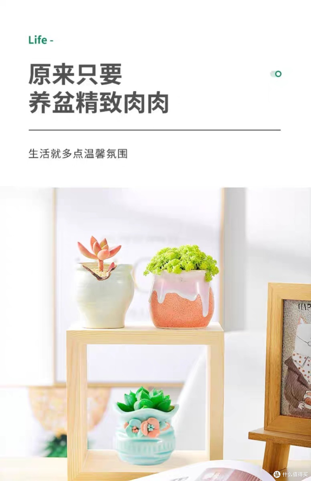 家居装饰之多肉植物