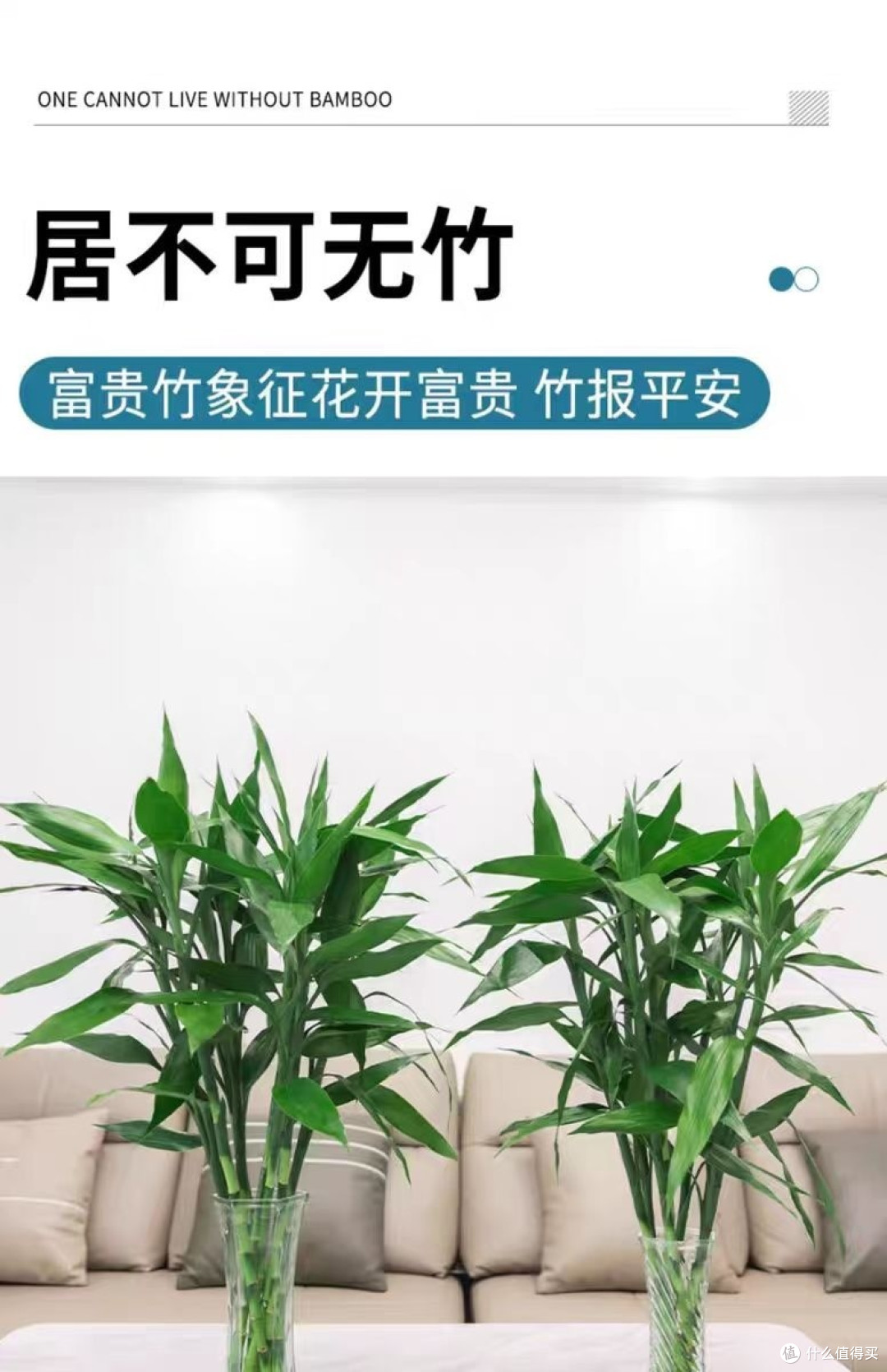 家居装饰之富贵竹