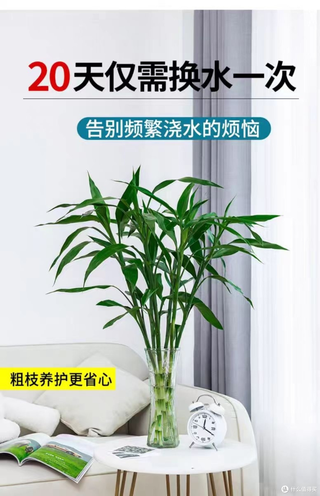 家居装饰之富贵竹