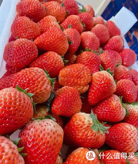 丹东草莓，甜进心里