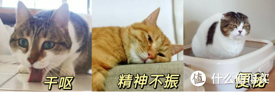 猫咪排毛化毛产品对比及推荐，拒绝智商税！