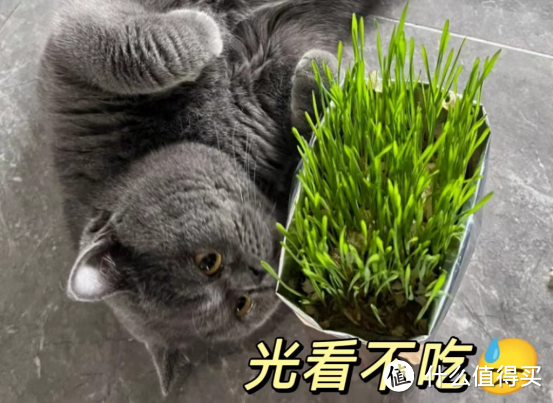 猫咪排毛化毛产品对比及推荐，拒绝智商税！