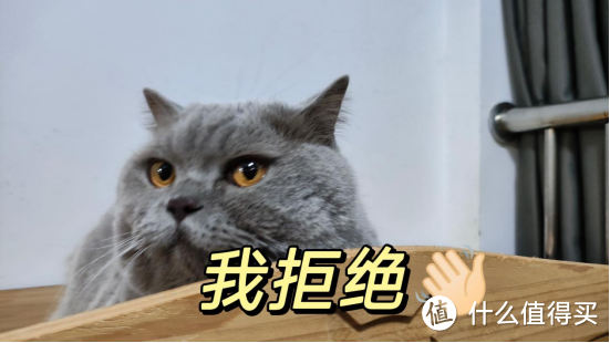 猫咪排毛化毛产品对比及推荐，拒绝智商税！