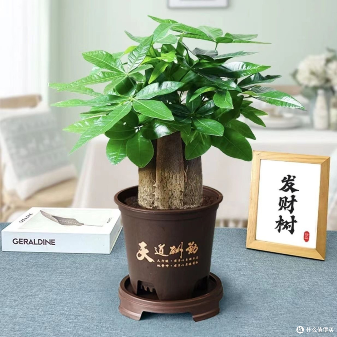 家居绿植装饰,发财树