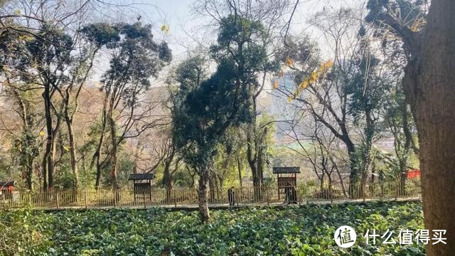 武汉这座1600年的古寺，在山顶开辟一方菜园，背景原来如此强大