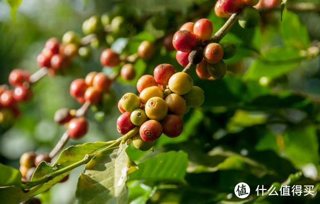 coffee拉花那些手动路线、值得收藏一波