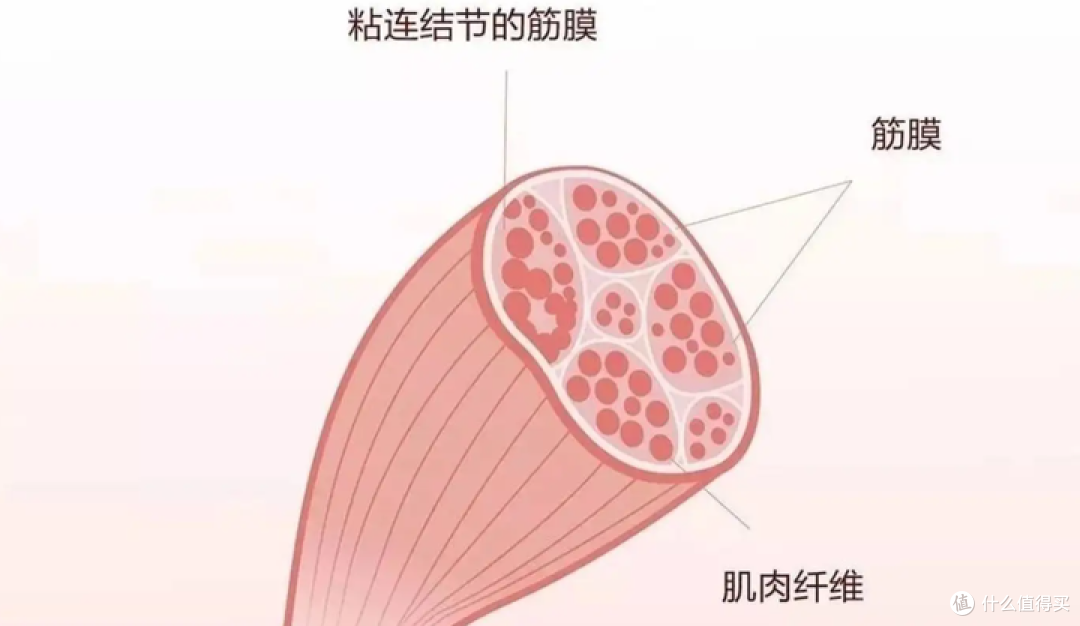 十大品牌筋膜枪:十款强大性能产品精心力荐