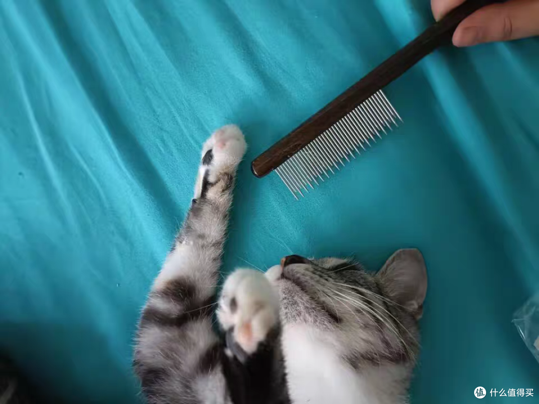 小猫的身上干干净净,浮毛没有了