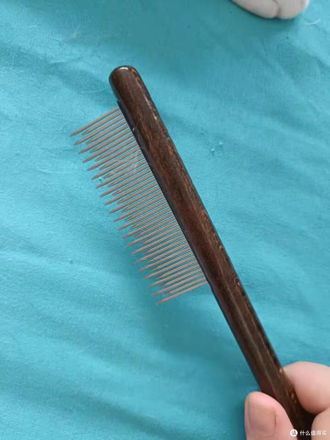 小猫的身上干干净净,浮毛没有了