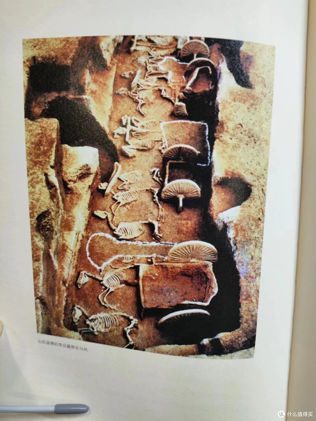 《神龙别种》中国马的美学传统