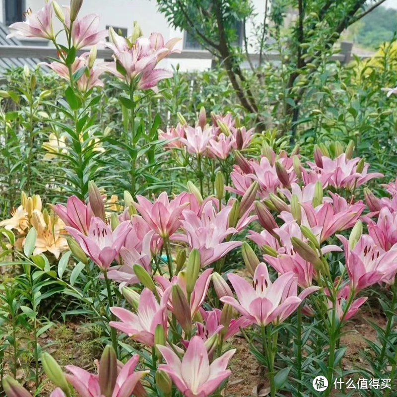 初春时节，北方室内种什么种球？