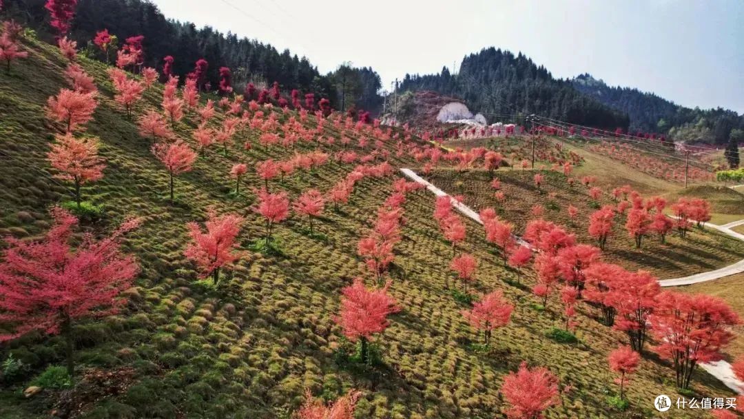 只宠东北老铁——广西多个景区开放免票福利,欢迎来广西旅游!
