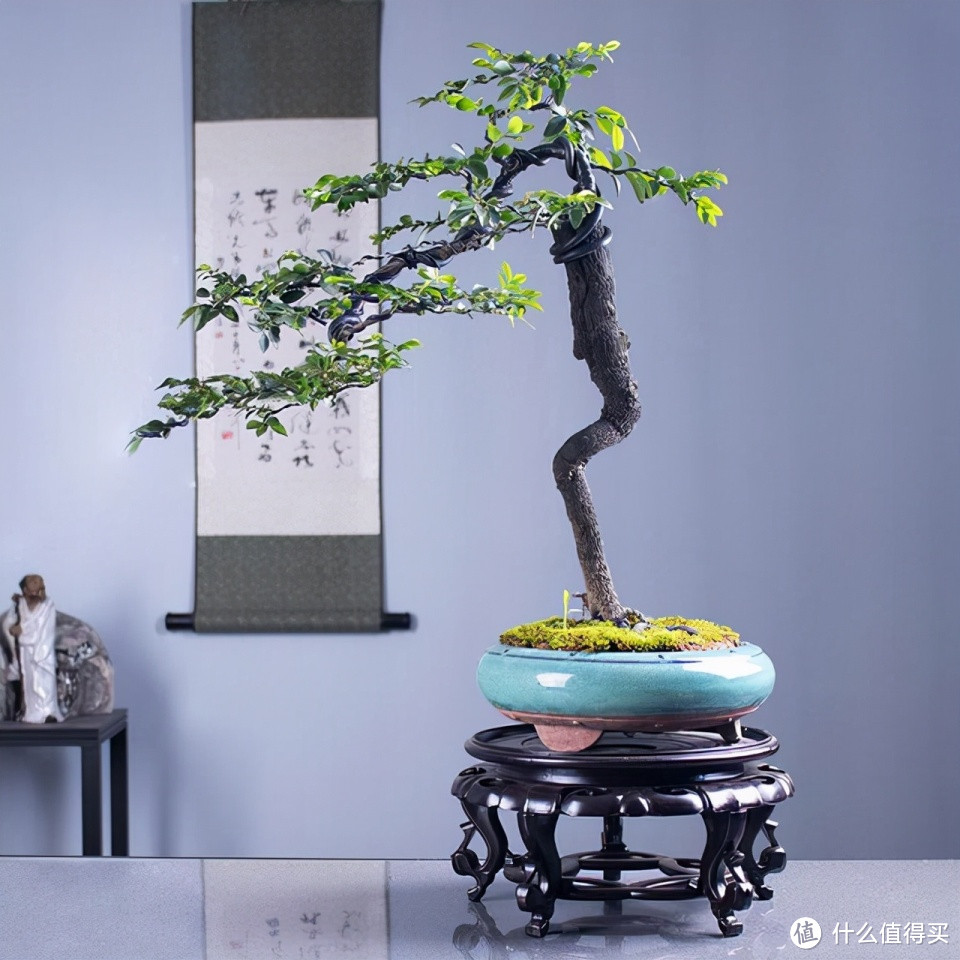 木材是“帝王之木”,苗是“盆栽中的贵族”,寓意好,附种植技巧