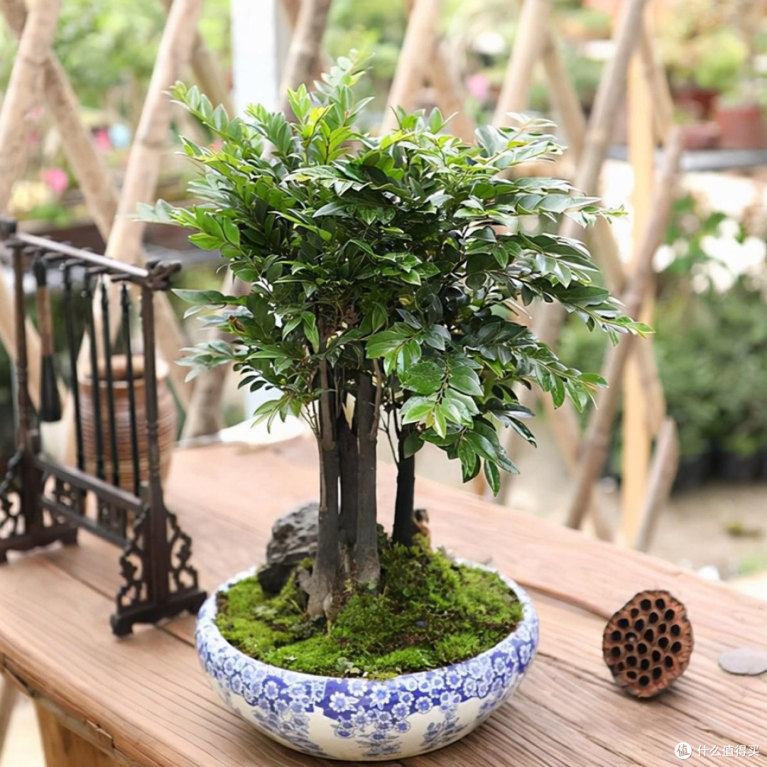 木材是“帝王之木”,苗是“盆栽中的贵族”,寓意好,附种植技巧