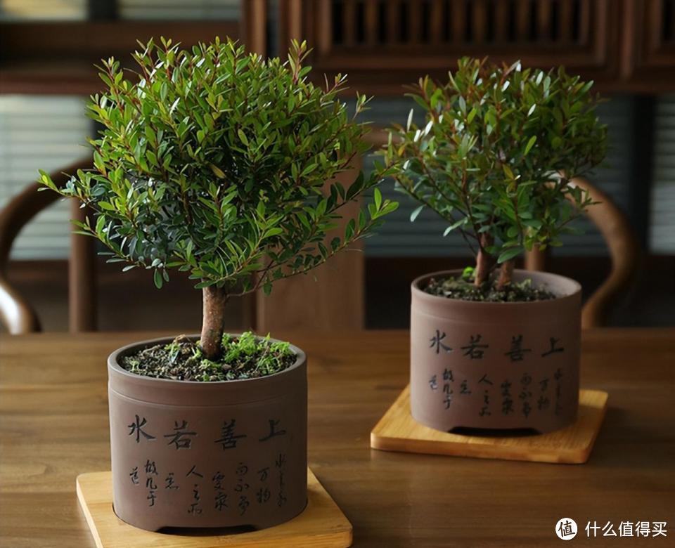 木材是“帝王之木”,苗是“盆栽中的贵族”,寓意好,附种植技巧