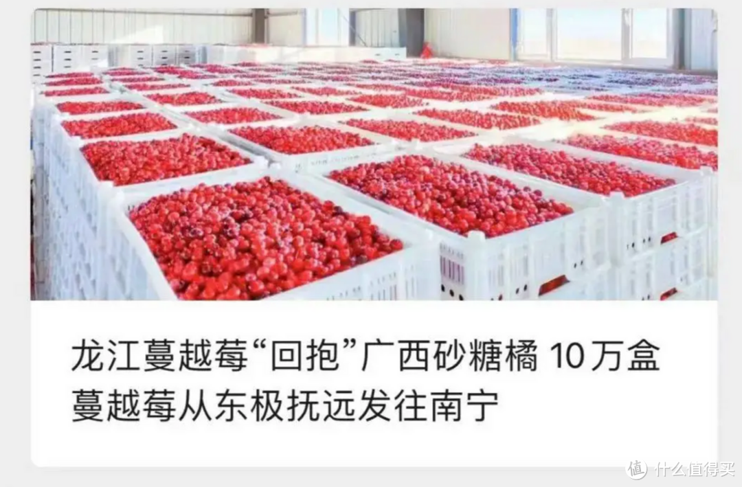 隐藏太深！哈尔滨送新鲜蔓越莓，撬开了我国农业背后的多少秘密？
