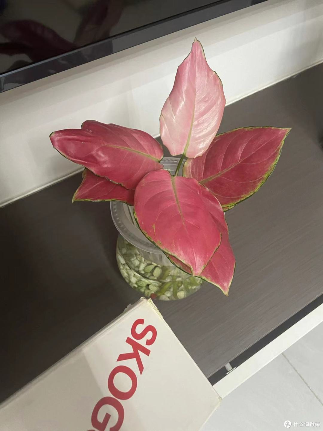 惊叹!如意皇后的神奇魅力!