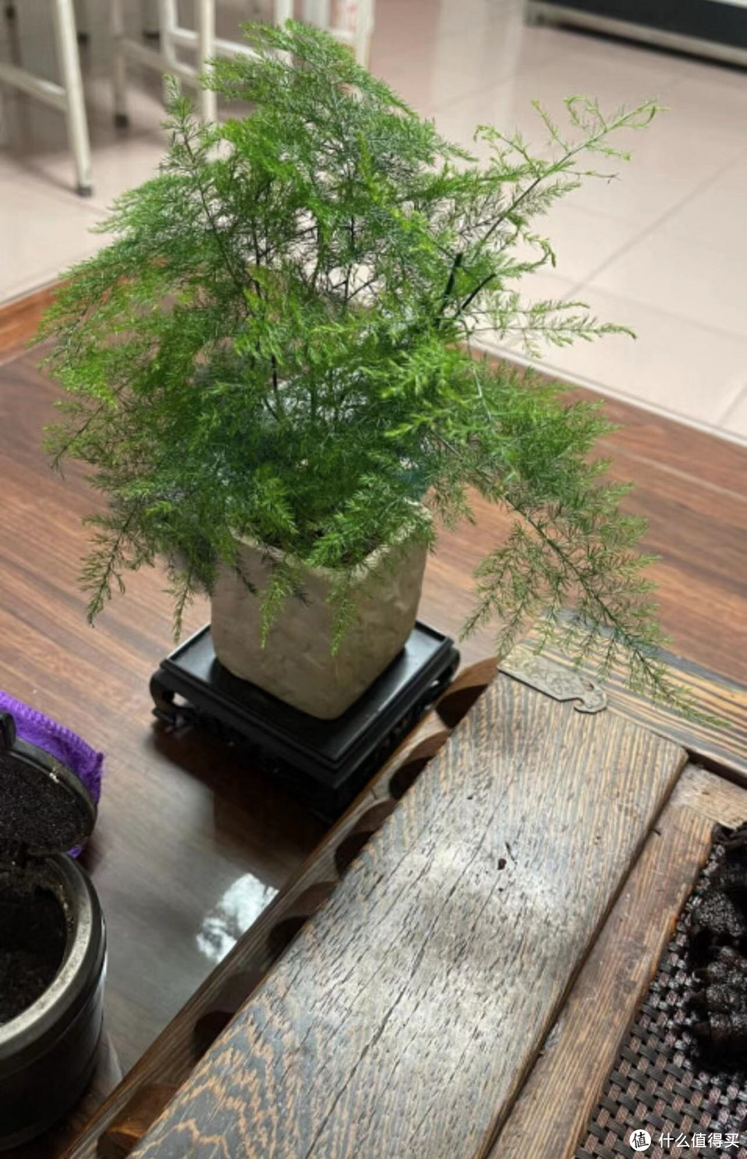 文竹盆栽：为办公室增添一抹生机与舒适